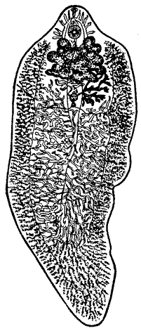 Сосальщики рисунок. Пищеварительная система фасциолы. Рис. Печеночный сосальщик. 1. Личинка печеночного сосальщика печеночного. Пищеварительная система двуустки.