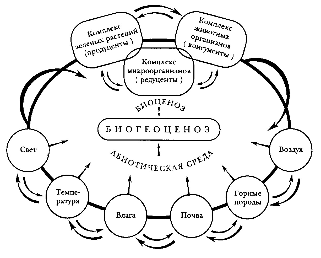 Структура биогеоценоза схема