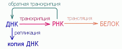 Обратная транскриптаза участвует в процессе. Схема обратной транскрипции. Процесс обратной транскрипции. Механизм обратной транскрипции. Обратная транскрипция ДНК.