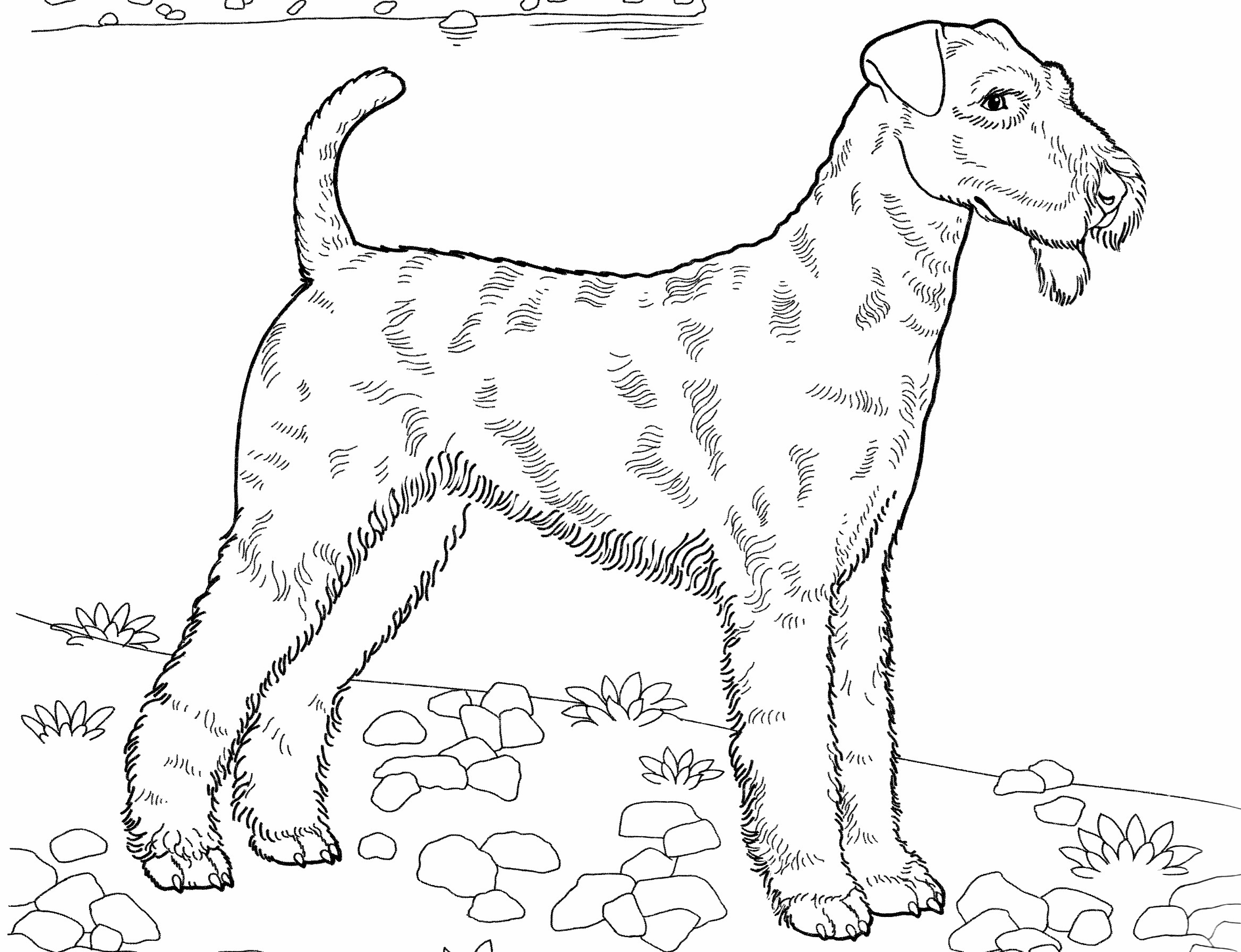Раскраска собака Эрдельтерьер