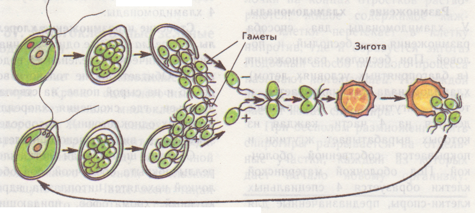 Схема жизненного цикла растения гаметы. Строение и размножение хламидомонады. Хламидомонада размножение зооспорами. Размножение хламидомонады схема. Размножение одноклеточных водорослей хламидомонада.