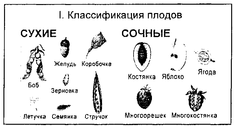 Схема классификации плодов