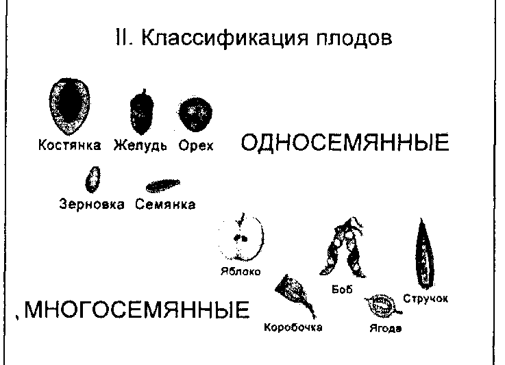 Классификация плодов схема 6 класс по биологии