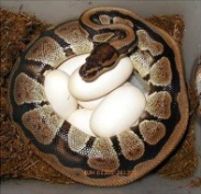 512_10_Pythonidae_Python regius1.jpg