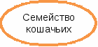 Овал 1