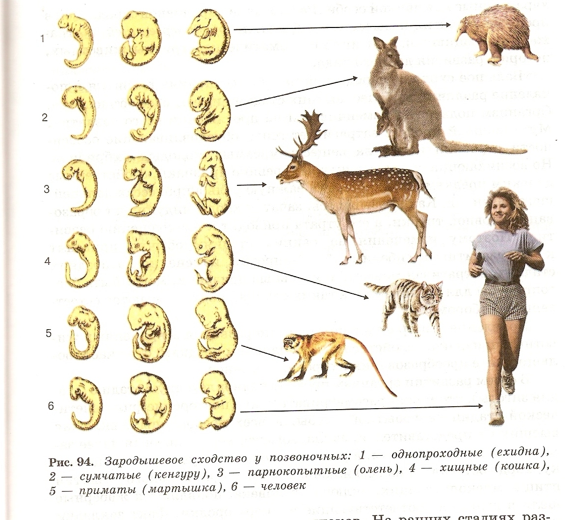 Развитие млекопитающих схема