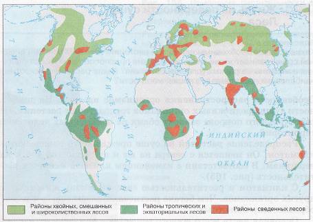 6 класс география презентация жизнь на поверхности суши леса