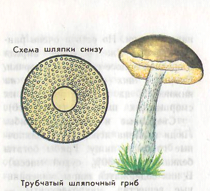 Нижняя сторона шляпки. Строение шляпки трубчатого гриба. Трубчатые грибы строение шляпки снизу. Грибы строение шляпочных грибов. Пластинчатые и трубчатые грибы строение.