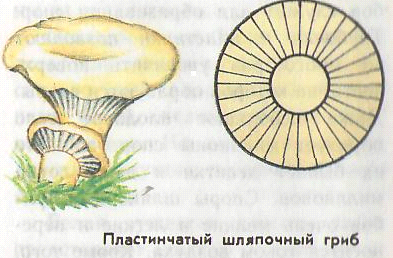 Рисунок пластинчатых грибов