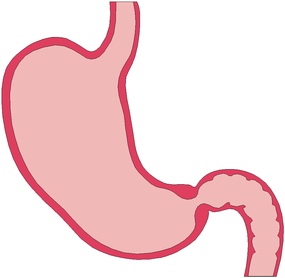 Схематичный рисунок желудка