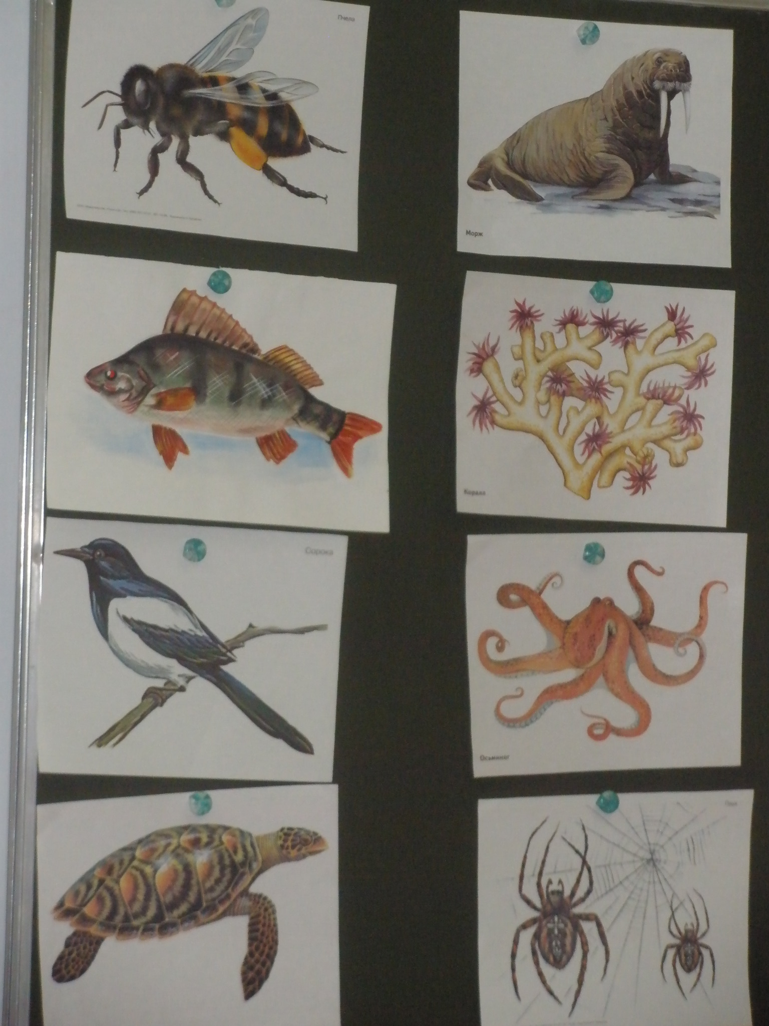 Схематические рисунки животных насекомых рыб птиц зверей
