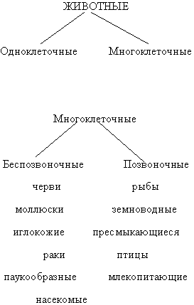 Схема многообразия животных