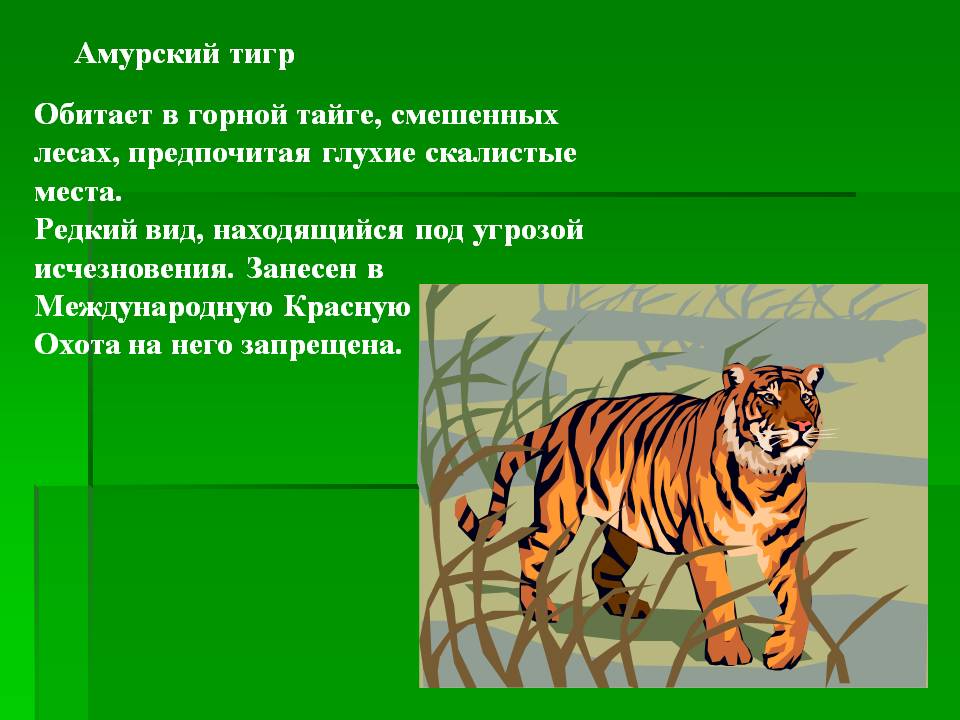 С помощью дополнительной литературы подготовь. Животные красной книги 2 класс. Доклад про животных. Животные из красной книги 2 класс окружающий мир. Амурский тигр обитает.