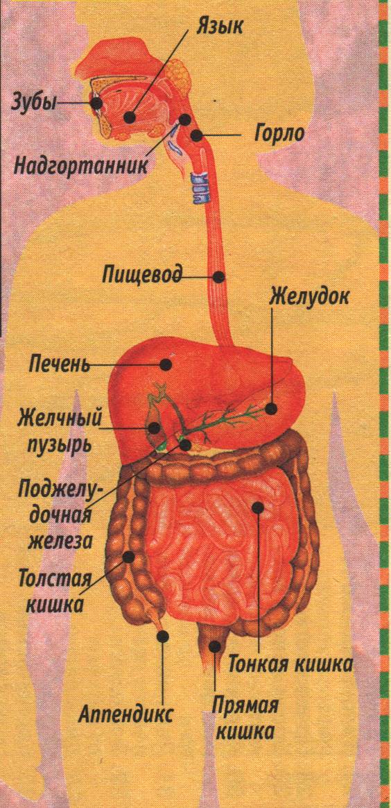 Гортань и пищевод схема