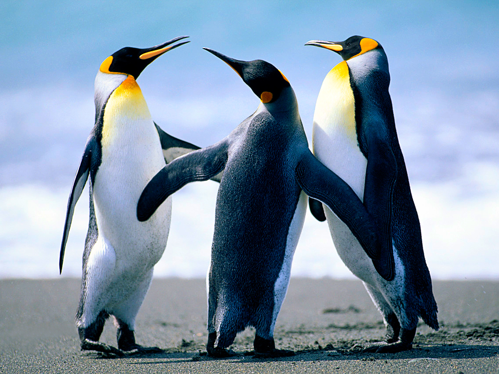 C:\Users\Public\Pictures\Sample Pictures\Penguins.jpg