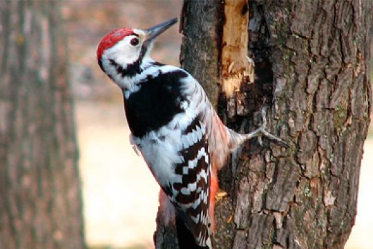 belospin_dyatel_540_360_100.jpg