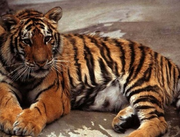 http://600.mywallpapers.org/wallpapers/5/531/thumb/600_Tiger-156.jpg