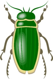 http://www.linkietheo.nl/dieren/kever/kever_24.jpg