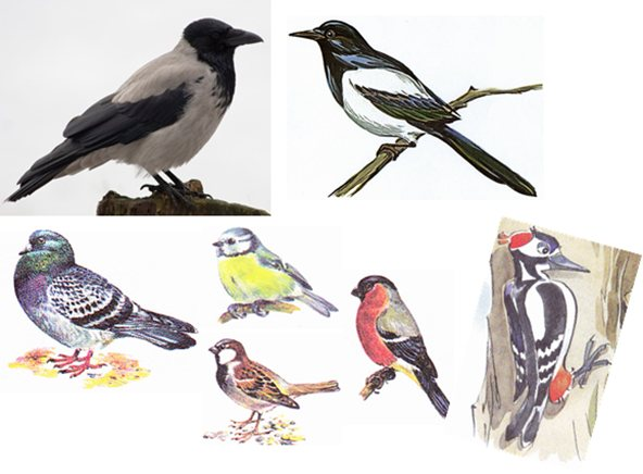 Ознакомление с окружающим птицы. Дикие птицы 1 класс. Иллюстрации зимующие птицы для детей. Зимующие птицы рисунок. Птицы для детей 1 класс.