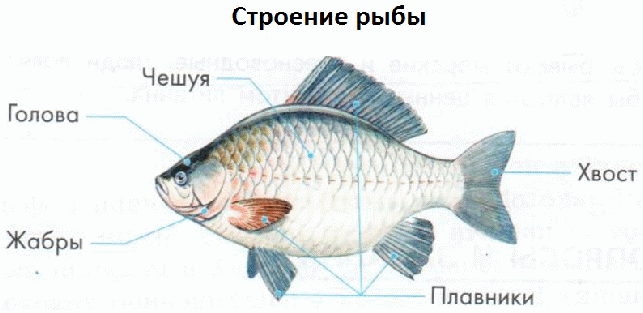 Строение рыбы рисунок 2 класс