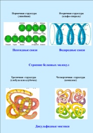 C:\Users\User\Desktop\урок белки\Сивожелезова Т.Г. приложения\Сивожелезова Пример работы ученика 2.jpg