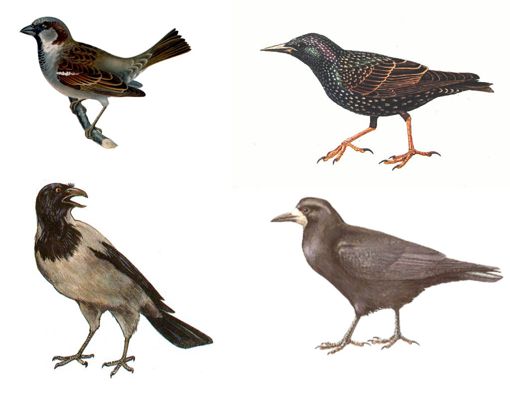 Маски перелетных птиц. Перелетные птицы. Перелетные птицы иллюстрации. Иллюстрации перелетных птиц для детей. Изображение перелетных птиц для детей.