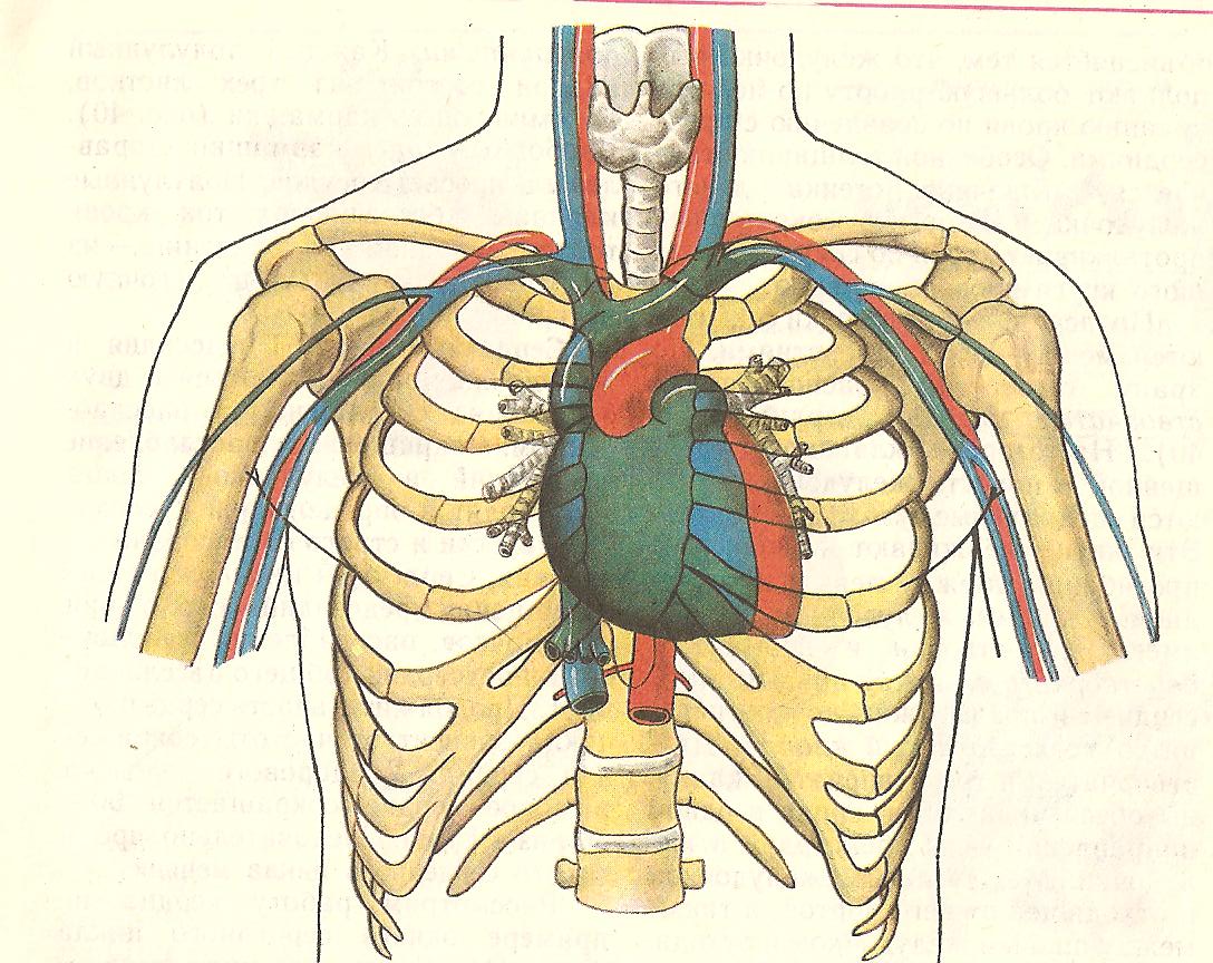 Картинка где сердце. Расположение сердца в грудной клетке у человека. Расположение сердца в грудной клетке анатомия. Расположение сердца в грудной клетке у человека анатомия. Топография сердца человека анатомия.