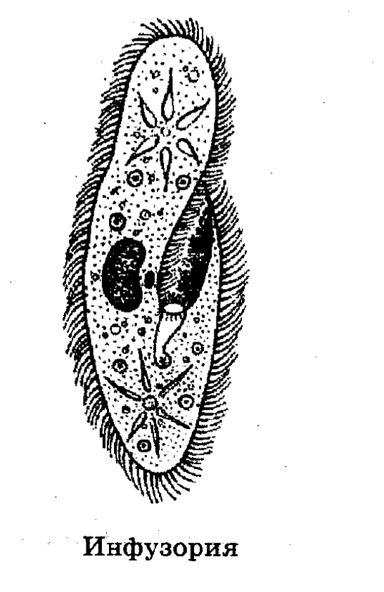 Строение инфузории туфельки рисунок