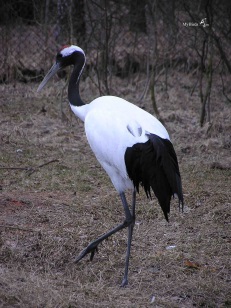 http://www.mybirds.ru/groups/cranes/TK21.jpg