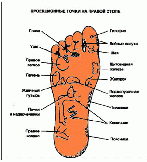 Нервные окончания в стопе человека схема - 83 фото