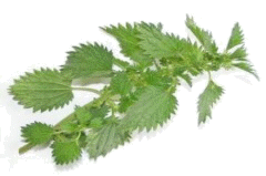 C:\Users\Дмитрий\Desktop\nettle_2192207.jpg