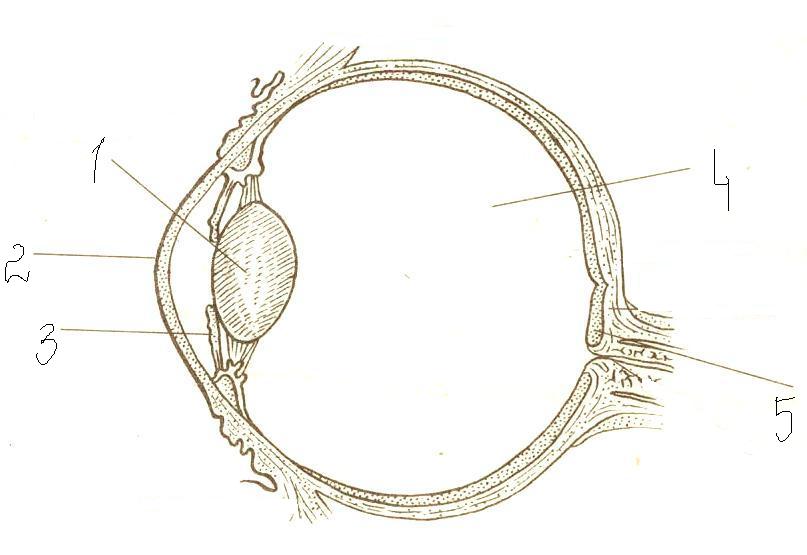 Строение глаза немой рисунок