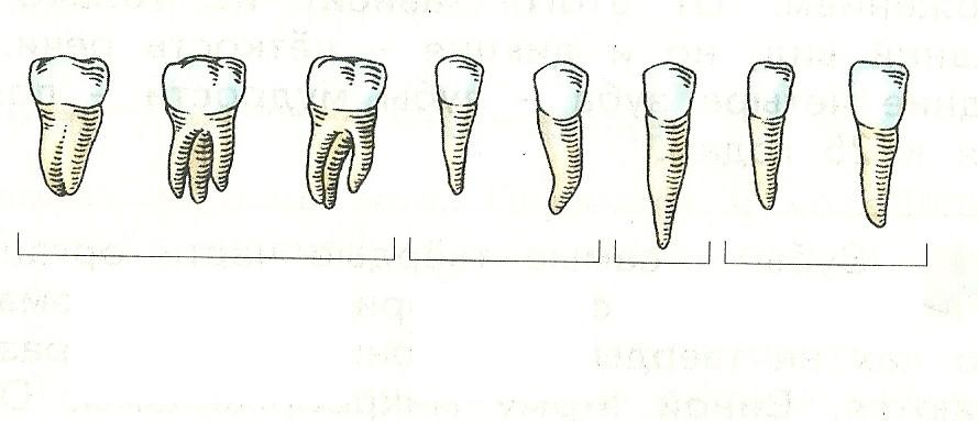 Виды зубов рисунок