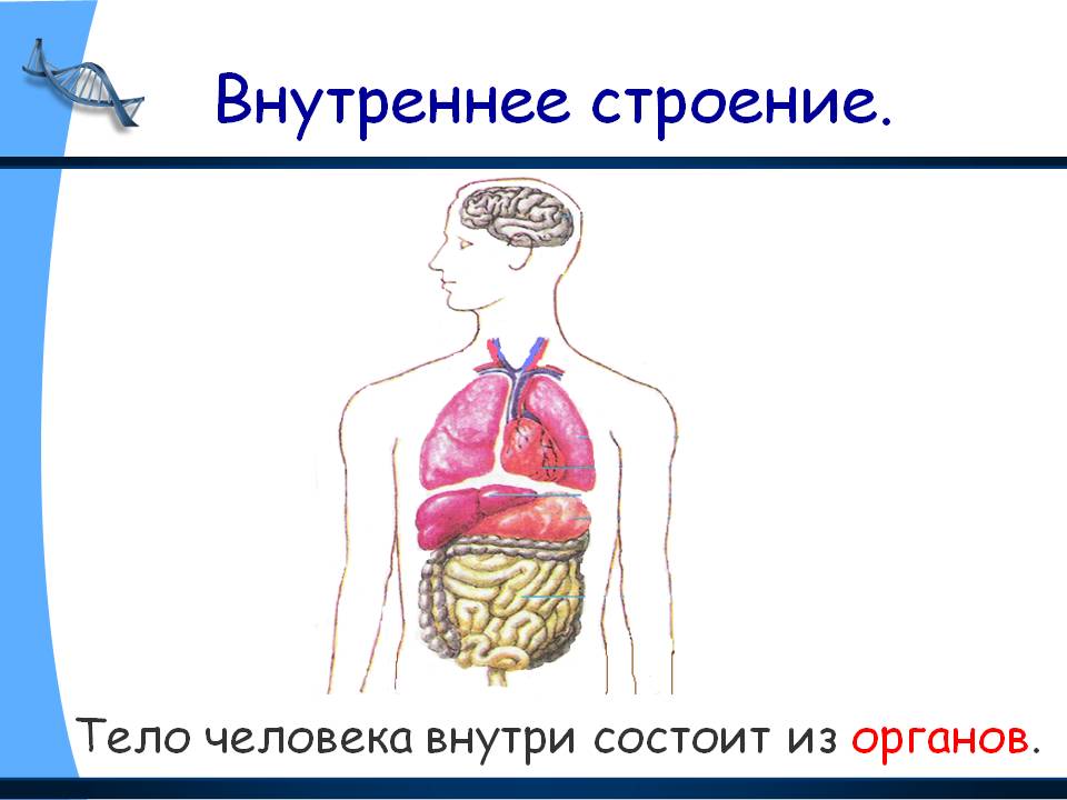 http://900igr.net/datas/okruzhajuschij-mir/Vnutrennee-stroenie-cheloveka/0006-006-Vnutrennee-stroenie.jpg