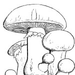 http://stranakids.ru/wp-content/uploads/2012/06/mushrooms2-150x150.jpg