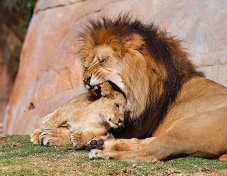 http://go2.imgsmail.ru/imgpreview?key=http%3A//magspace.ru/uploads/2010/04/18/22-30zoo_animals_captured_at_the_right_moment_11.jpg&mb=imgdb_preview_1663