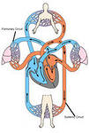 E:\презентации\круг кровообращение.jpg