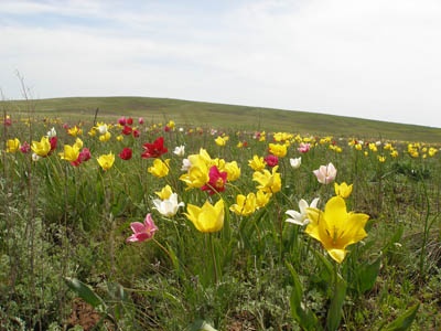 http://www.orenburg-gov.ru/magnoliaPublic/regportal/Info/OrbRegion/Nature/fotoalbom/PageContent/0/body_files/file19/tulp.jpg