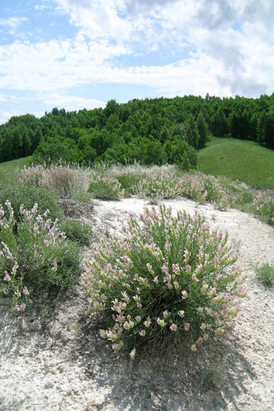 http://www.orenburg-gov.ru/magnoliaPublic/regportal/Info/OrbRegion/Nature/fotoalbom/PageContent/0/body_files/file4/006.JPG