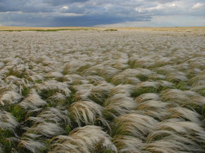 http://www.orenburg-gov.ru/magnoliaPublic/regportal/Info/OrbRegion/Nature/fotoalbom/PageContent/0/body_files/file1/003.JPG