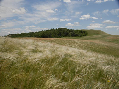 http://www.orenburg-gov.ru/magnoliaPublic/regportal/Info/OrbRegion/Nature/fotoalbom/PageContent/0/body_files/file3/005.JPG