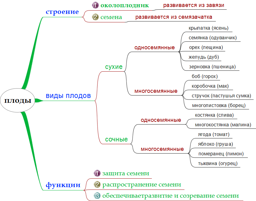 Схема классификации плодов