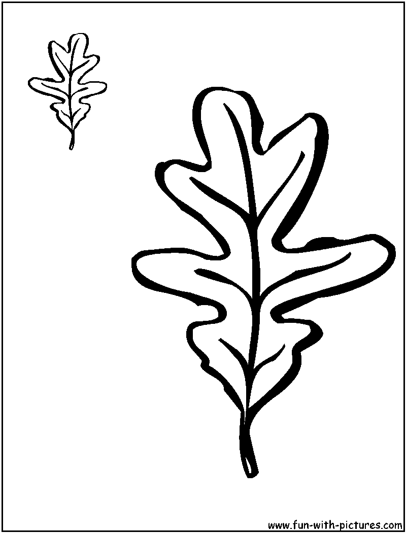 http://www.fun-with-pictures.com/image-files/white-oak-leaves.png