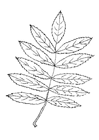 http://ja-rastu.ru/uploads/posts/2012-09/1347947312_list20.jpg