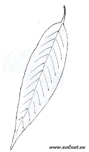 http://www.solnet.ee/sol/004/raskraski8/leaf09.gif