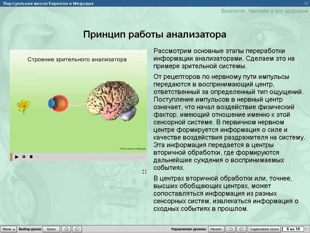 Анализаторы зрения презентация 8 класс биология