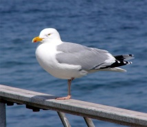 C:\Documents and Settings\UserXP\Рабочий стол\к открытому уроку\Larus_argentatus_ad.jpg