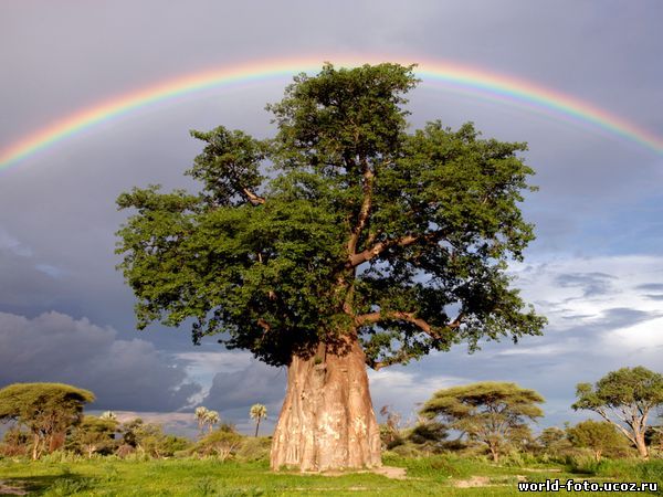 C:\Users\ы\Downloads\Rainbow_Over_Baobab_Tree_by_Beverly_Joubert.jpg