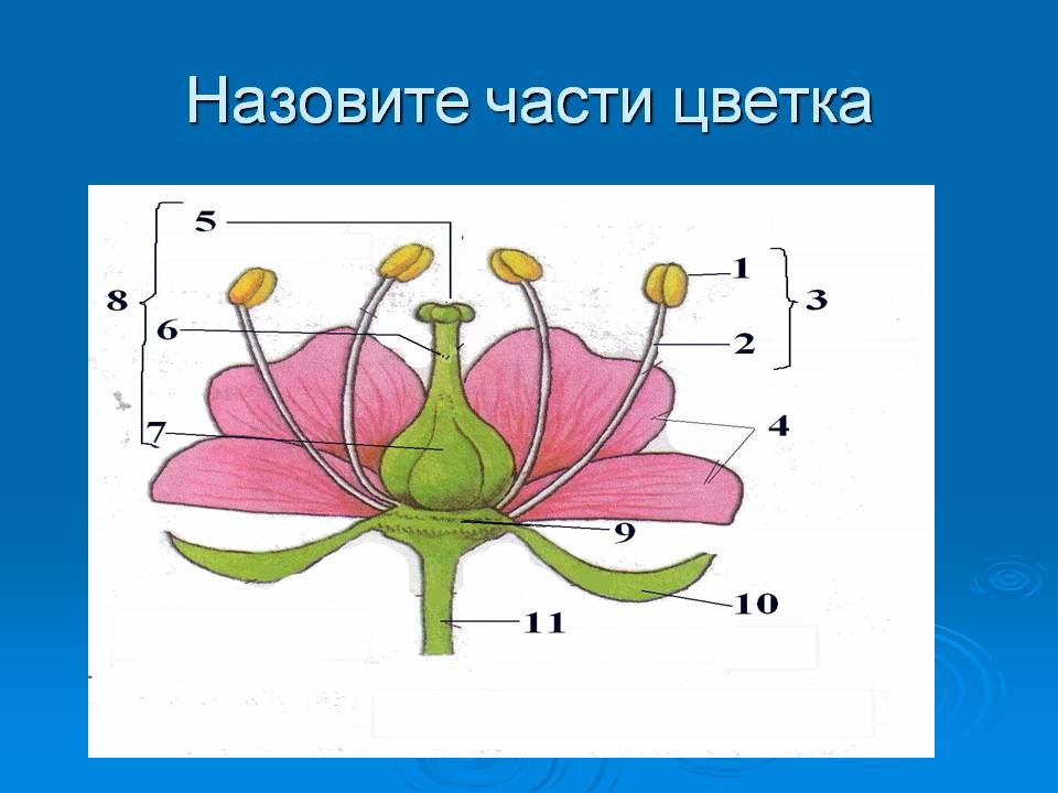 Картинка строение цветка без подписей