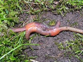 275px-Earthworm_klitellum_copulation_beentree